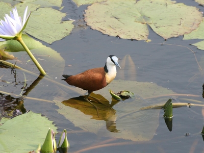 St Lucia Ocean View Lodge