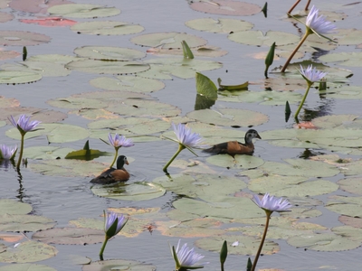 St Lucia Ocean View Lodge