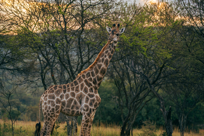 Summerplace Game Reserve