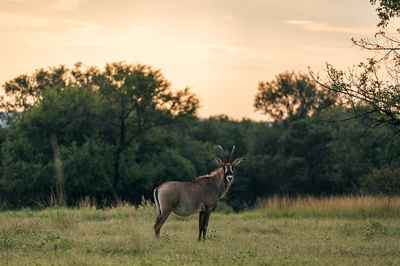 Summerplace Game Reserve