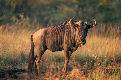 Summerplace Game Reserve