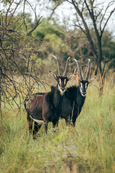 Summerplace Game Reserve