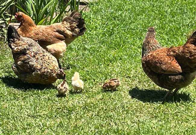 Our Nguni chickens