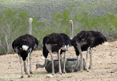 Swartberg Backpackers