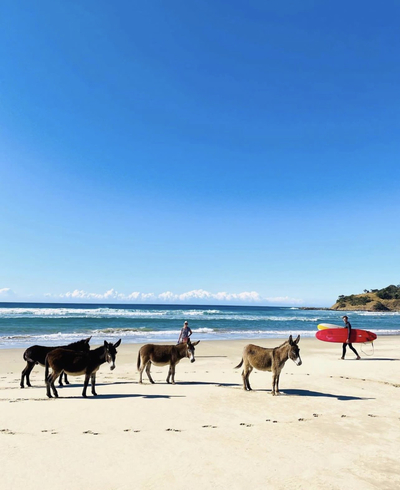 Swell Eco Lodge