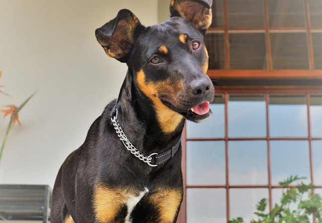 Swellendam Country Lodge