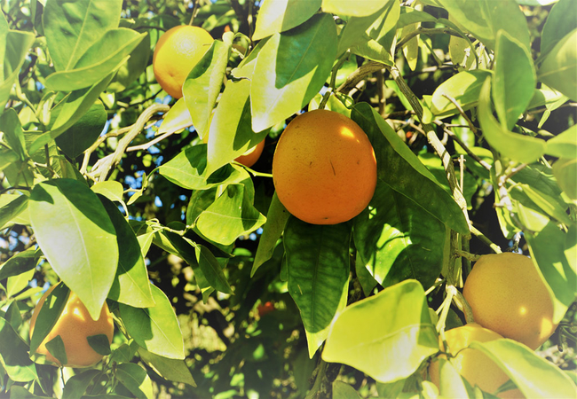 Swellendam Country Lodge