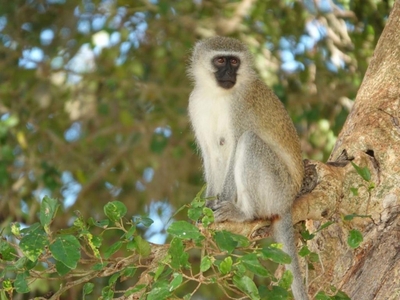 Switsongo Boutique B&B