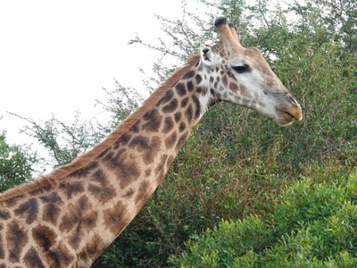 Switsongo Boutique B&B