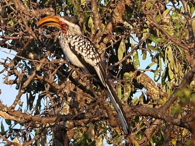 Switsongo Boutique B&B