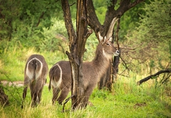 Kubu Metsi Lodge