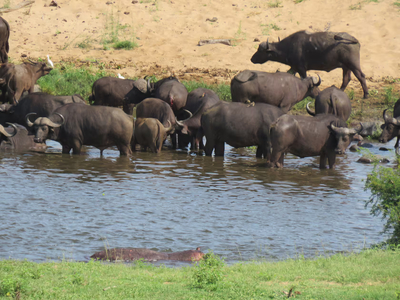 Tamboti River Lodge