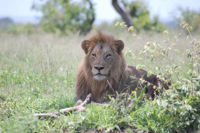 Tamboti River Lodge