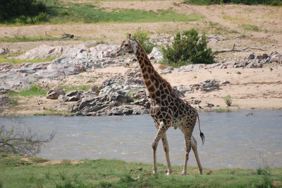 Tamboti River Lodge