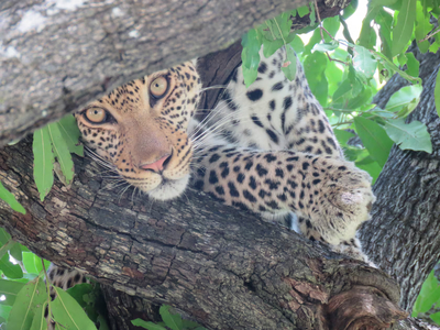 Tamboti River Lodge