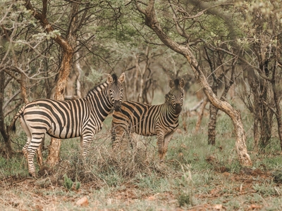Thaba eNtle Private Boutique Game Farm