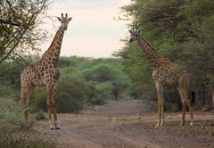 Thabaledi Bush Camps