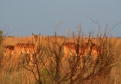 Thaba Pitsi Safari Lodge