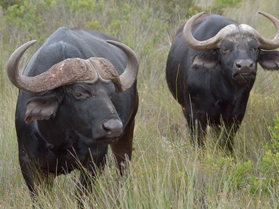 Thali Thali Game Lodge