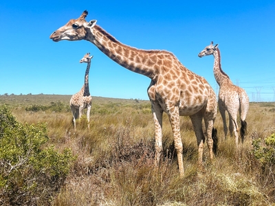 Thali Thali Game Lodge
