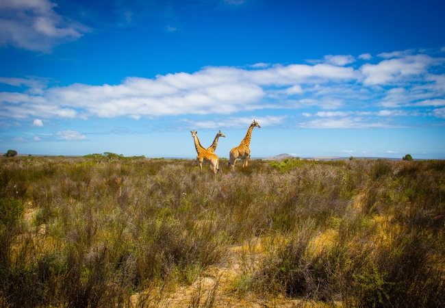 Thali Thali Game Lodge