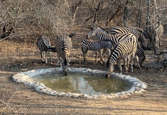 The Den at Kruger 3479