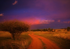 Thorn Tree Bush Camp 