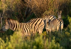 Thula Thula Zebras