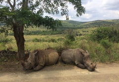 Thula Thula Rhinos