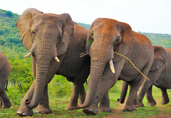 Thula Thula Elephants
