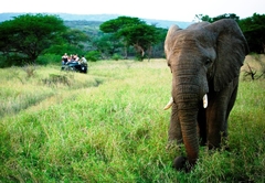 Thula Thula elephants