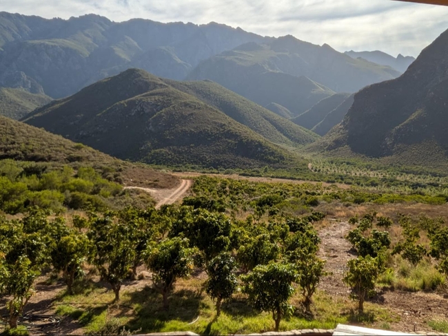 Mango Lodge