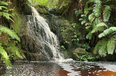 Tilting Trees Forest Lodge