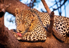 Relaxed leopard sightings