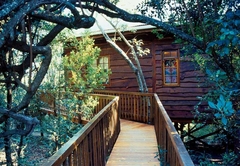 Tree Frog Forest Cabin