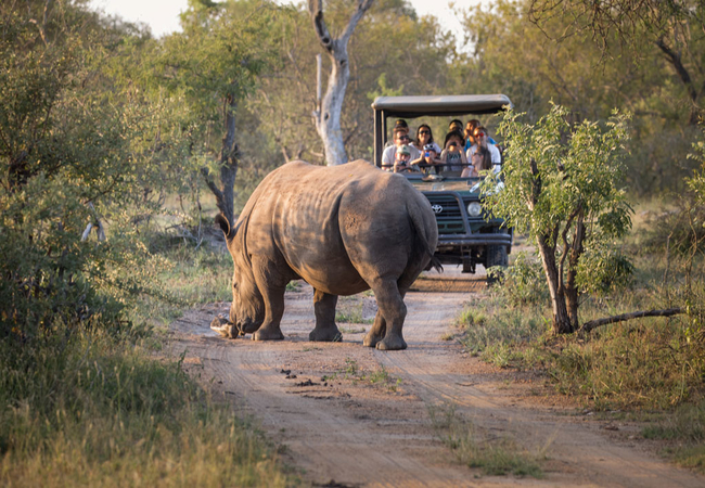 Game Drive and Wildlife