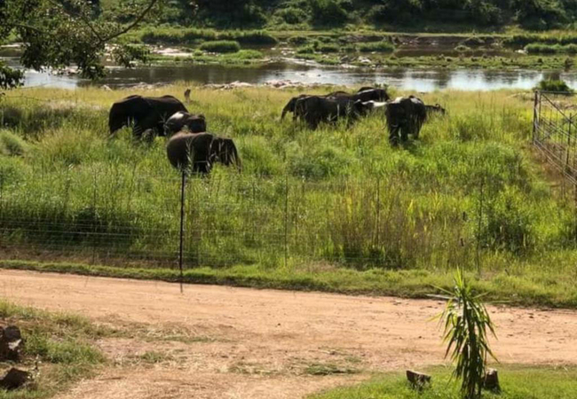 Tswenyane Kruger Lodge