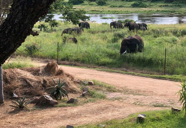 Tswenyane Kruger Lodge