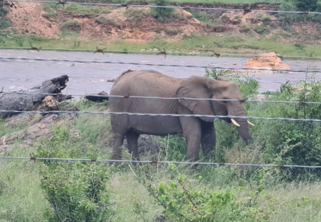 Tswenyane Kruger Lodge