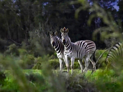 Steenbok Mountain Cabin
