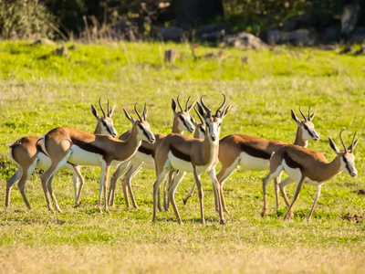 Steenbok Mountain Cabin