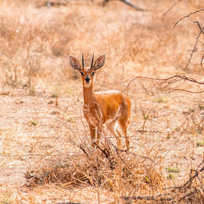 Tumbeta Private Game Reserve