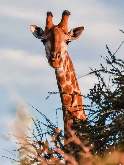Tumbeta Private Game Reserve
