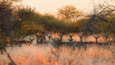 Tumbeta Private Game Reserve