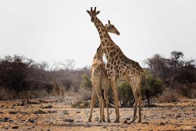 Ufumene Game Lodge