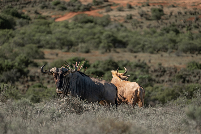 Ufumene Game Lodge