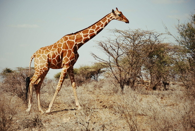 Umthiba Bush Lodge