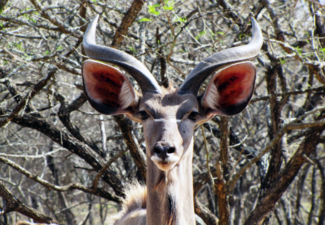 Kudu