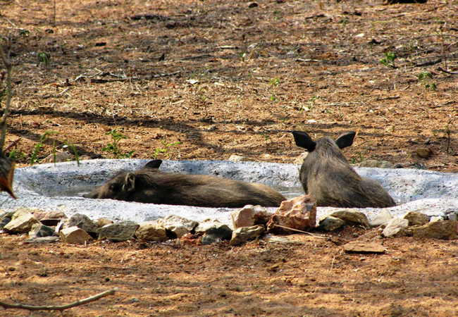 Baby Warthogs