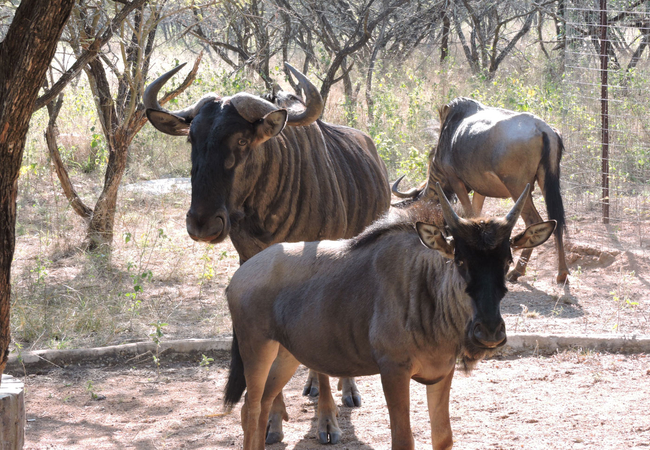 Blue Wildebeest